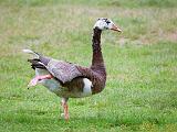 Stretching Goose_25935